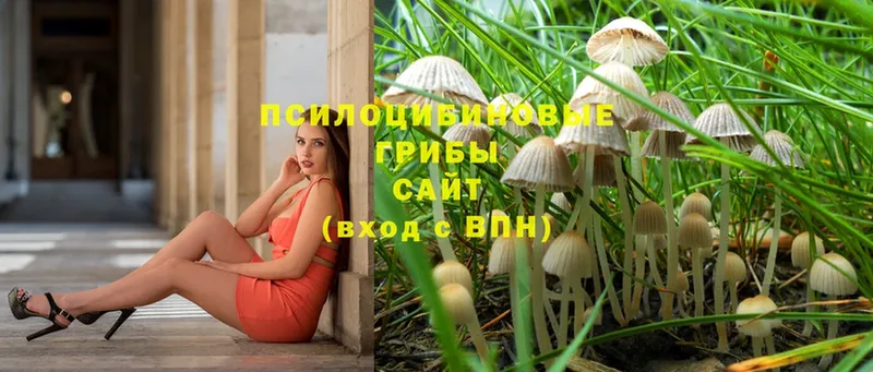 наркотики  Белозерск  Галлюциногенные грибы Psilocybine cubensis 